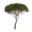 3d illustration of medium pinus pinea tree isolated on transparent background
