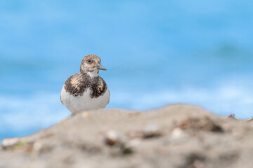 Wall Mural - Among the sand dunes, face to face with the Ruddy turnstone (Arenaria interpres)