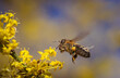 Piękna latająca pszczółka podczas zbierania nektaru na łące