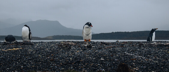 penguin at natural habitat, penguin family in antartic landscape, papua, king, magallanic, natural, fauna, wild penguins, wildlife, sea