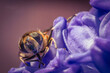 Piękna brązowa mucha na łące wśród fioletowych kwiatów