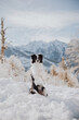 A black and white border collie breed dog in the winter mountains on top does
