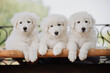 Three white fluffy puppies of the maremmano abruzzese Shepherd breed are sitting on a bench 