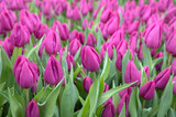 Fototapeta Tulipany - Close Up Purple Flowers At Amsterdam The Netherlands 21-1-1-2023