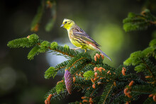 Male Yellowhammer (Emberiza Citrinella) Sitting On A Branch In Spring