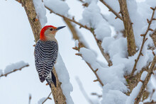 Red Bellied Woodpecker Bird Perched In Snow Covered Tree In Winter