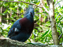 Blue Crowned Pigeon Among The Trees
