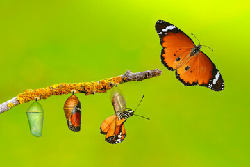 Wall Mural - Amazing moment . caterpillar, Large tropical butterfly hatch from the pupa, and emerging with clipping path. Concept transformation of Butterfly