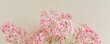 Flowers background banner.Pink gypsophila flowers or baby's breath flowers close up on beige background selective focus . Copy space. Poster.