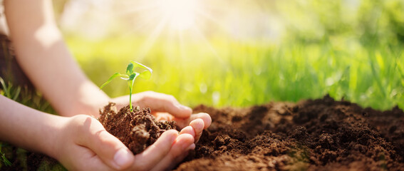 Child's hands holdingprout of a young plant.