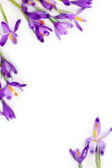 Wall Mural - frame of violet crocuses on a white background with space for text. spring flowers. top view, flat l