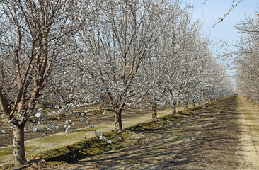 Sticker - Almond tree alley - California