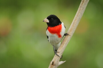 Canvas Print - Male rose breasted grosbeak (Pheucticus ludovicianus)