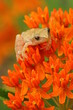 Spring peeper (Pseudacris crucifer) frog on orange milkweed (asclepias tuberosa) flower