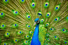 Male Peacock With Tail Feathers Spread Out In Beautiful Display