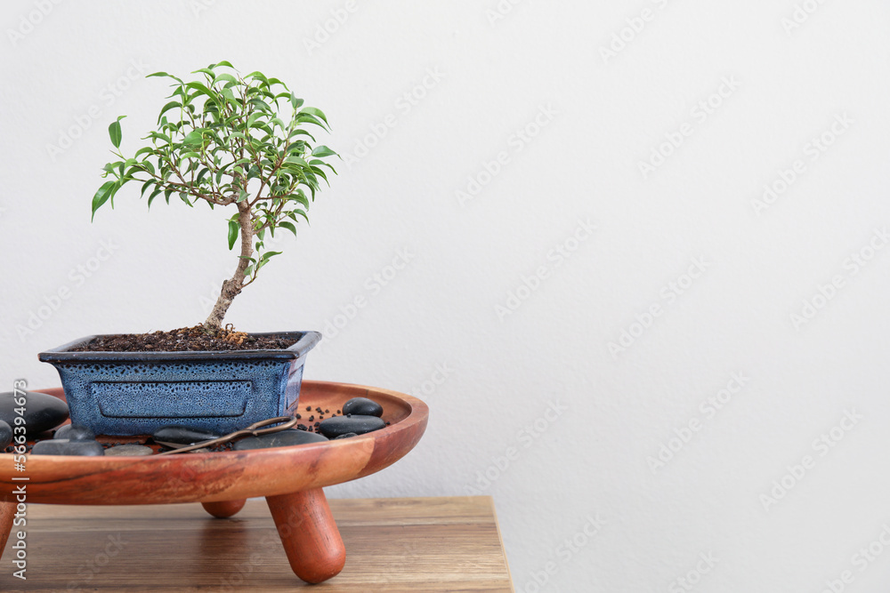 Stand with Bonsai tree, spa stones and soil on table near light wall