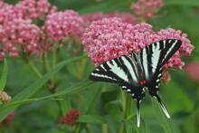 Zebra Swallowtail Butterfly (eurytides Marcellus) On  Swamp Milkweed Flower (asclepias Incarnata) 