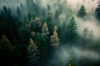 Aerial view of a misty forest