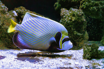 Wall Mural - Emperor angelfish, Pomacanthus imperator in aquarium. Bright fish on the background of aquatic coral reef in oceanarium pool