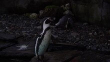 Close-up Of Humboldt Penguin, Spheniscus Humboldti Or Peruvian Penguin Swim And Dive In The Blue Water Of The Pool In Krakow Zoo, Poland.Nature Video Of Beautiful Arctic Birds,penguins In Nature.