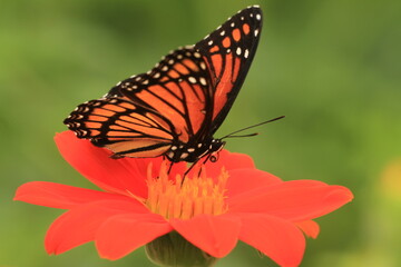 Poster - Viceroy butterfly (limenitis archippus) on tithonia Mexican sunflower