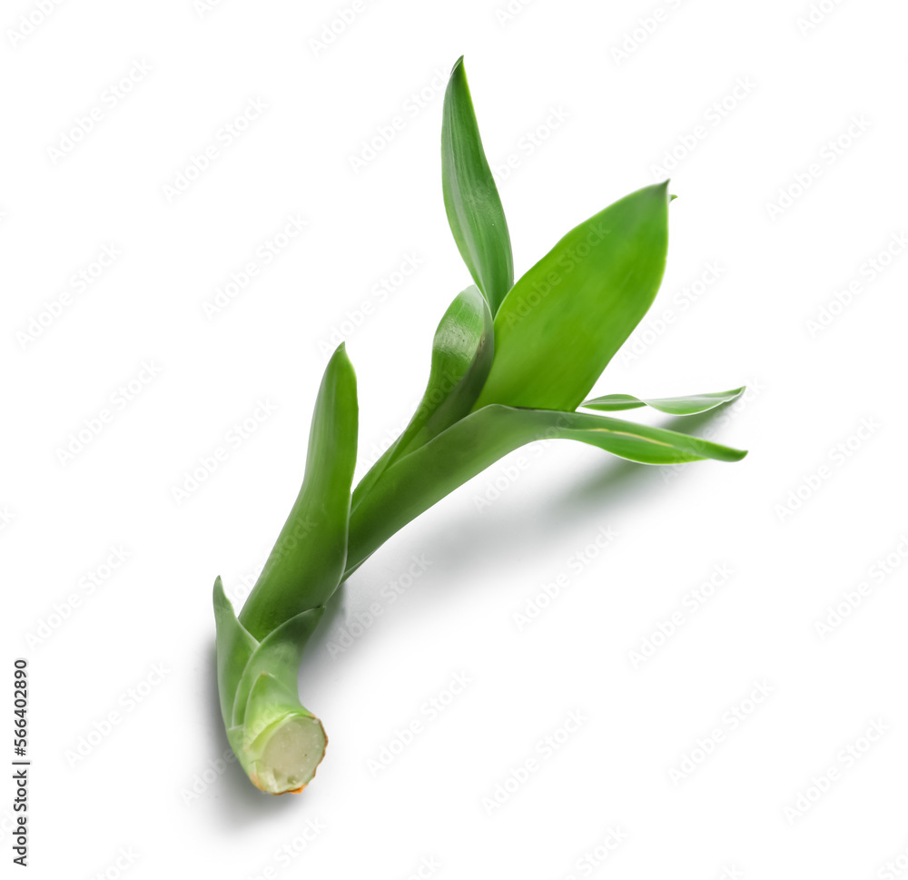 Green branch of bamboo on white background