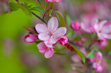 Fototapeta Storczyk - Decorative apple tree branches with pink flowers. Spring blossom tree closeup