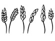 Set of linear spikelets, inflorescences of cereal plants in doodle style