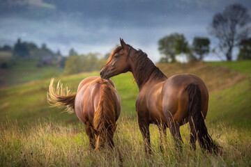 Wall Mural - Beautiful horse on pasture against mountain view  in the rain