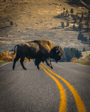 Bison Traversant La Route à Yellowstone