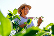 farmer with hat analyzing her soy crop