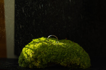 
natural moss with a silver wedding ring on a black background