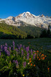 © Cavan Images - Evening light plays across wild flowers and Mt. Baker on Skyline Divide, Mt. Baker Wilderness, Washington State.
