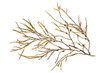 Ascophyllum nodosum brown seaweed or knotted kelp algae branch isolated transparent png