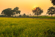 Agriculture field with ripe mustard flowers ready for harvest at sunrise at Burdwan district of West Bengal