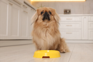 Sticker - Cute Pekingese dog near pet bowl in kitchen