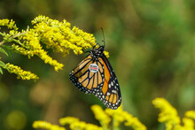 Monarch Butterfly Tagged For Migration Tracking, Feeding On Yellow Flowers