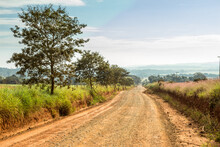 Dirt Road In Rural Area With Fence Dividing Route Of Crops And Trees