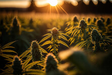 Summer In The Weed Field: A Stoner Photographer's Paradise. Generative AI.