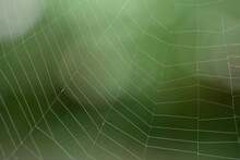 Section Of A Large Spiderweb Against A Soft Green Background. A Spider's Web Showing Damage From Prey Being Ensnared. Close Up Section Of A Spider Web In A Garden Against Out Of Focus Background