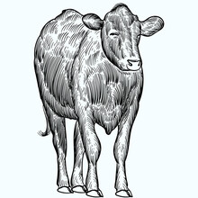 Vintage Hand Drawn Sketch Aberdeen Angus Cattle