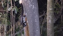 A Wide Shot Of A Striped Possum Eating Honey Placed On A Rainforest Tree At Night In Lake Eacham Of Nth Qld, Australia