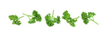 Fresh parsley leaves isolated on transparent background. PNG