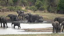 African Elephant Herd In Mud Bath, Africa, 2023
Kruger National Park, South Africa, 2023
