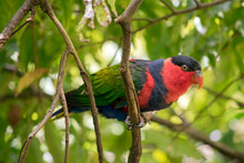 The Black Capped Lory Is Percched In A Tree