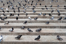 Outdoor Stairs With Lots Of Pigeons In New York City