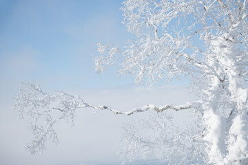 Wall Mural - long snow covered frozen tree branch