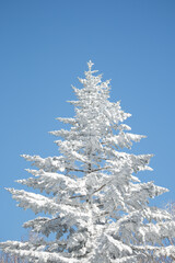 Wall Mural - large snow covered conifer tree and blue sky