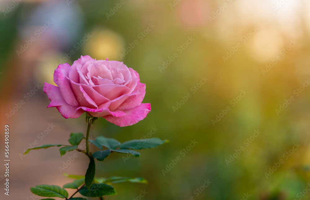 Pink roses flower in rose garden flower with sunlight bokeh background ...