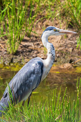 Wall Mural - Black-headed heron at a pond in Africa